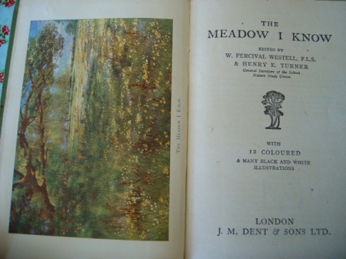 The Meadow I Know