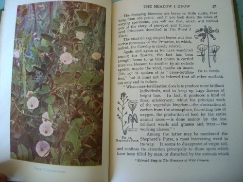 The Meadow I Know