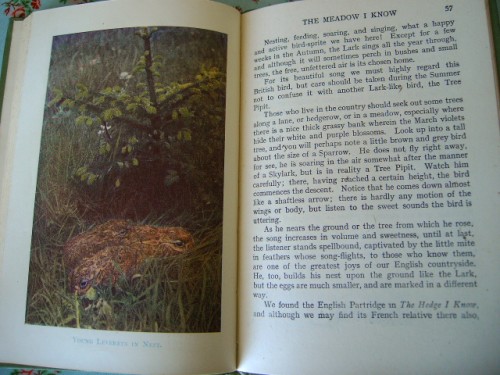 The Meadow I Know