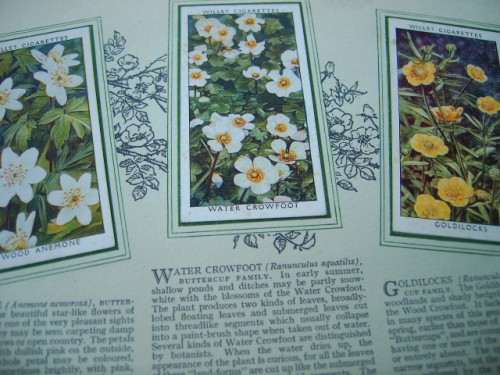 Wild Flowers Cigarette Cards