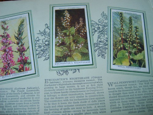 Wild Flowers Cigarette Cards