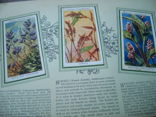 Wild Flowers Cigarette Cards