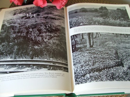 Understanding the Countryside book edited by James Gunston